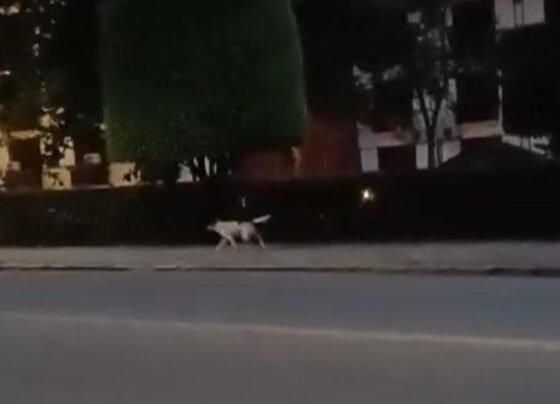 Cão agressivo preocupa pedestres e funcionários em Timbó