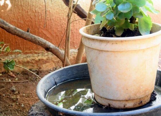 Força-tarefa em cemitérios de Timbó busca eliminar focos do Aedes aegypti