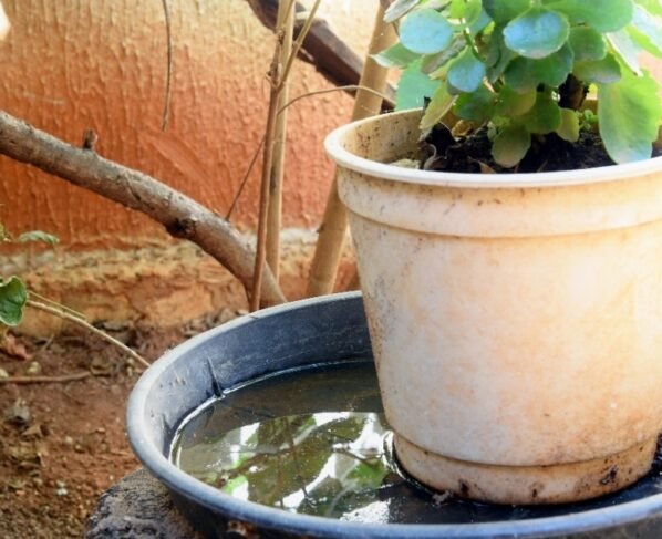 Força-tarefa em cemitérios de Timbó busca eliminar focos do Aedes aegypti