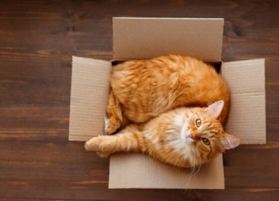 Esconderijos simples, como a caixa de papelão, oferecem desafios e distrações para os gatos durante a noite (Imagem: Konstantin Aksenov