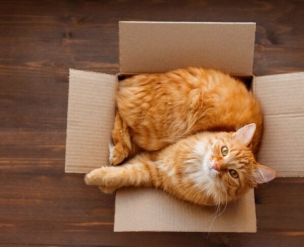 Esconderijos simples, como a caixa de papelão, oferecem desafios e distrações para os gatos durante a noite (Imagem: Konstantin Aksenov