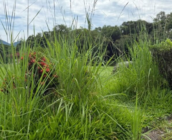 Empresa cobrou R$ 90 mil para jardinagem do Jardim Botânico, em Timbó