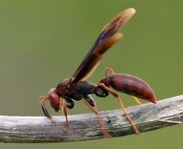 Imagem ilustrativa de marimbondo. Não há informações sobre a espécie que atacou a mulher (Foto: Zet-Tec, Reprodução)