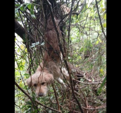 Cachorra é encontrada enrolada em cipós no Steffen, em Brusque