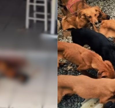 Cães devoram cachorro após morte de tutor no Litoral Norte