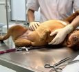 Doutor Pedrinho realiza censo de animais domésticos para participar do