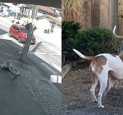Dupla de cães que matou gata no Águas Claras, em