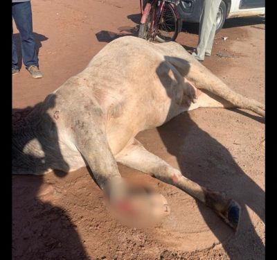 Vaca morre após ser atropelada por carros em rodovia de